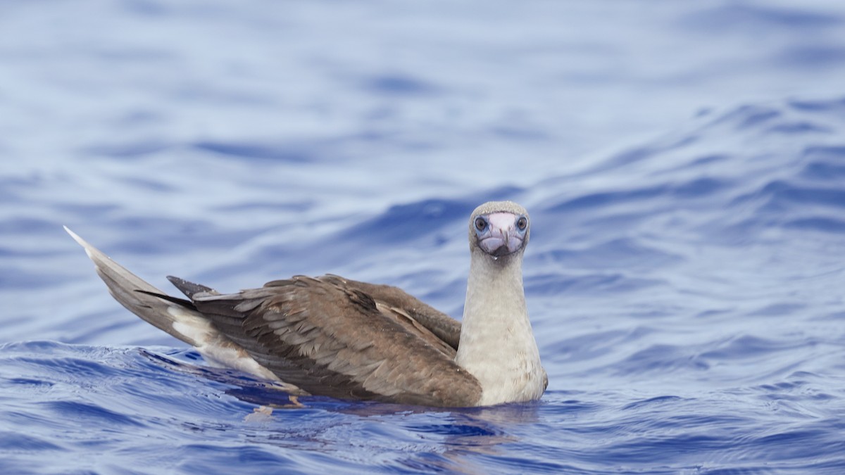 Red-footed Booby - Martin Renner