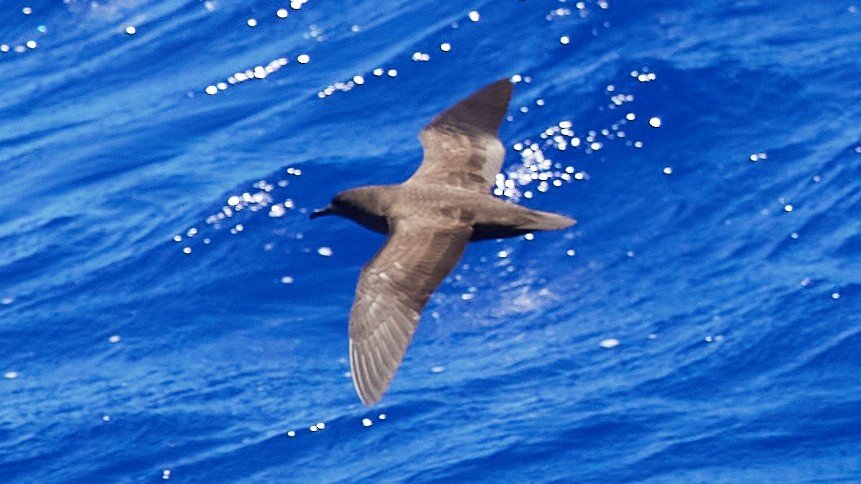 Christmas Shearwater - ML612441682