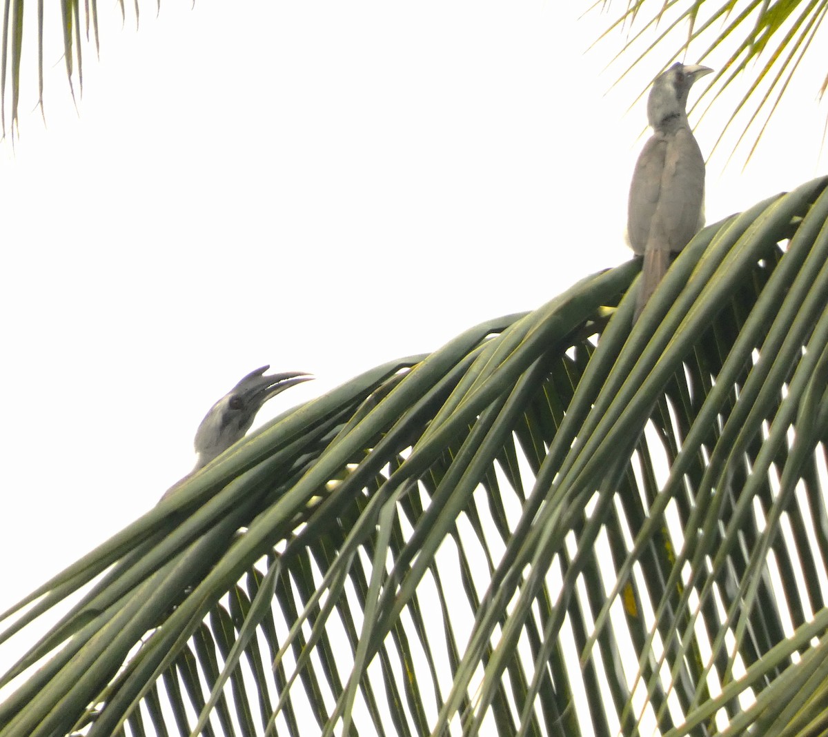 Indian Gray Hornbill - ML612441765