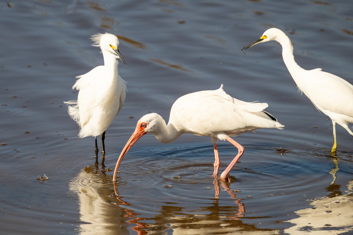 White Ibis - ML612441771