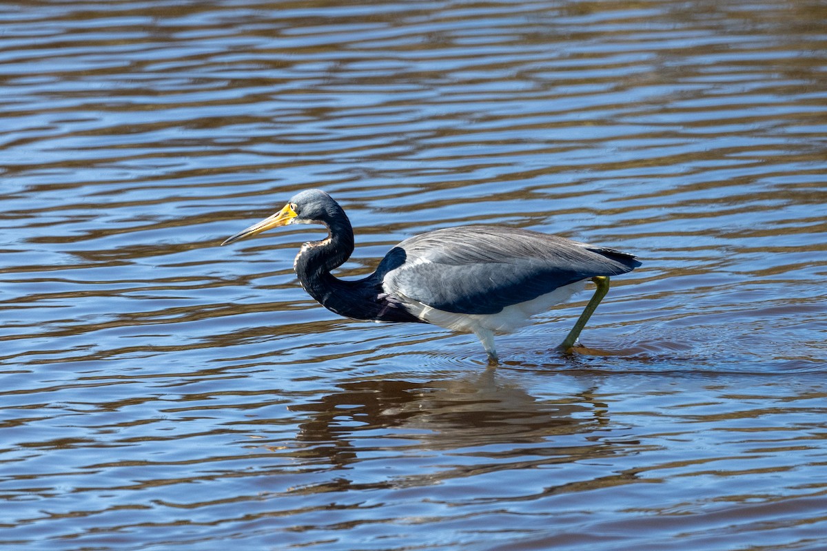 Tricolored Heron - ML612441774