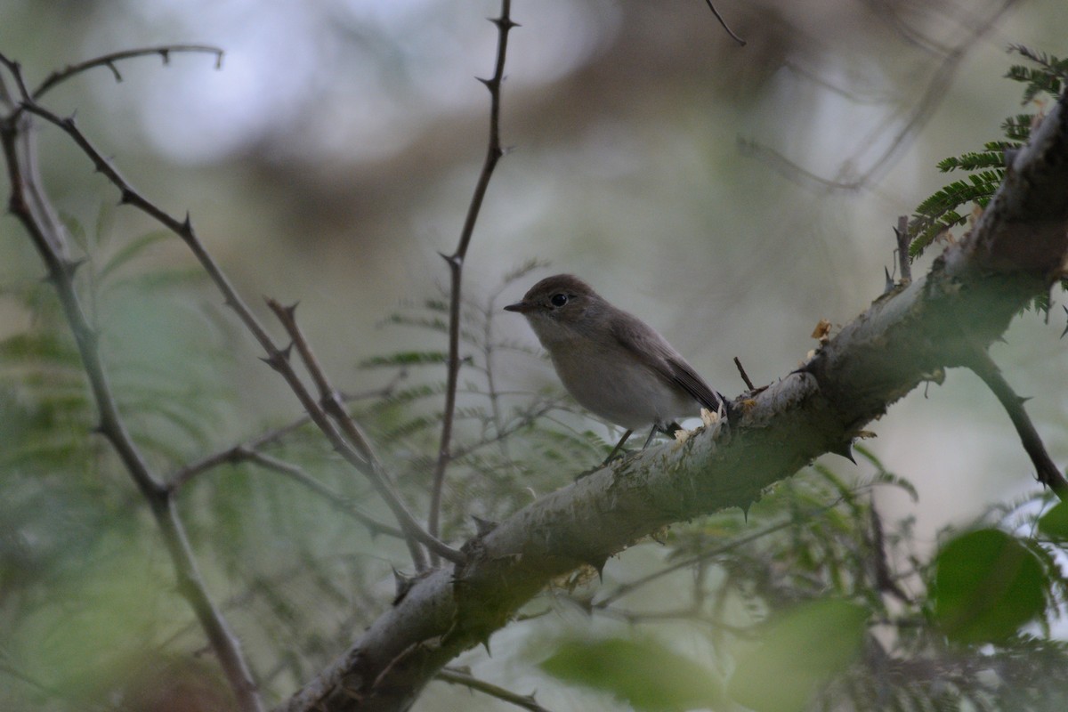lejsek malý - ML612441775