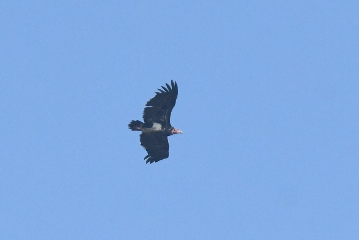 Red-headed Vulture - ML612441812