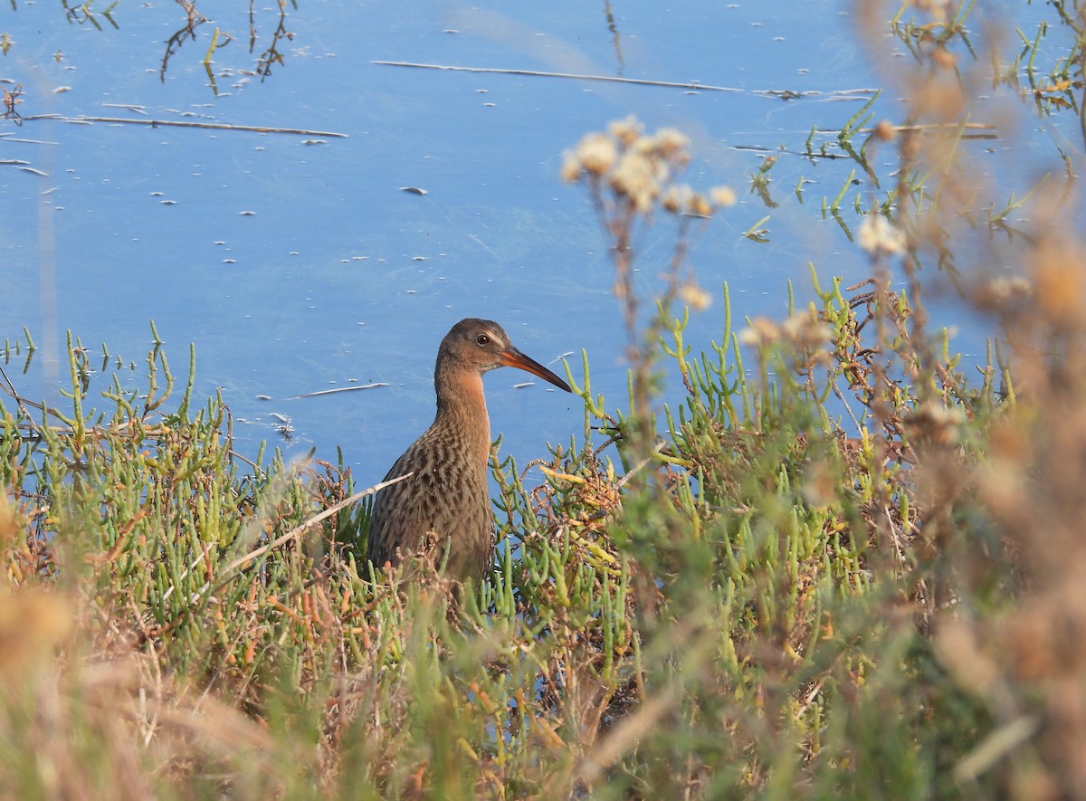 Ridgway's Rail (Light-footed) - Celic Montoya