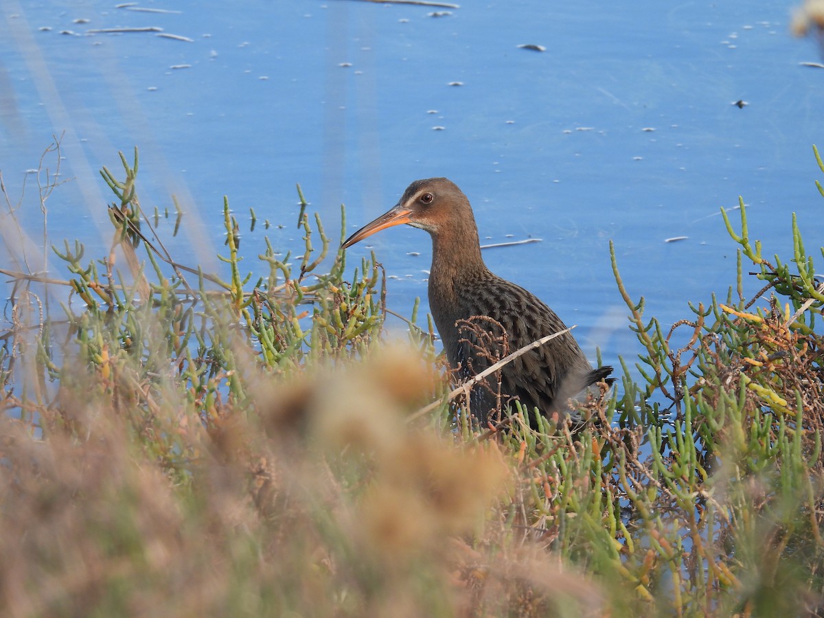 Ridgway's Rail (Light-footed) - Celic Montoya