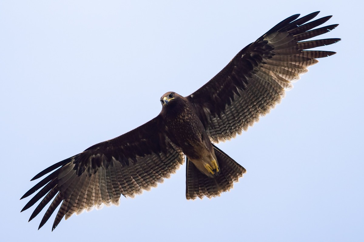 Indian Spotted Eagle - ML612441879
