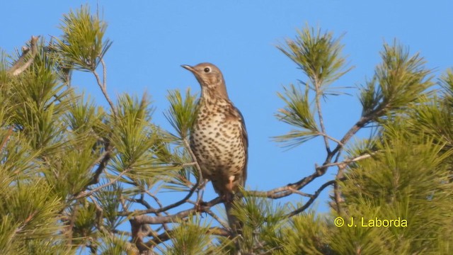 Mistle Thrush - ML612441941