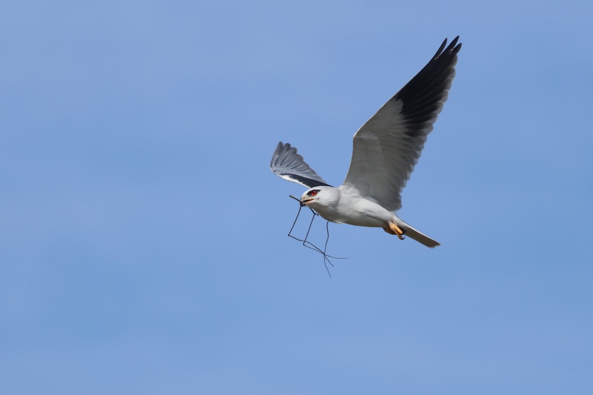 Black-winged Kite (Asian) - ML612441944