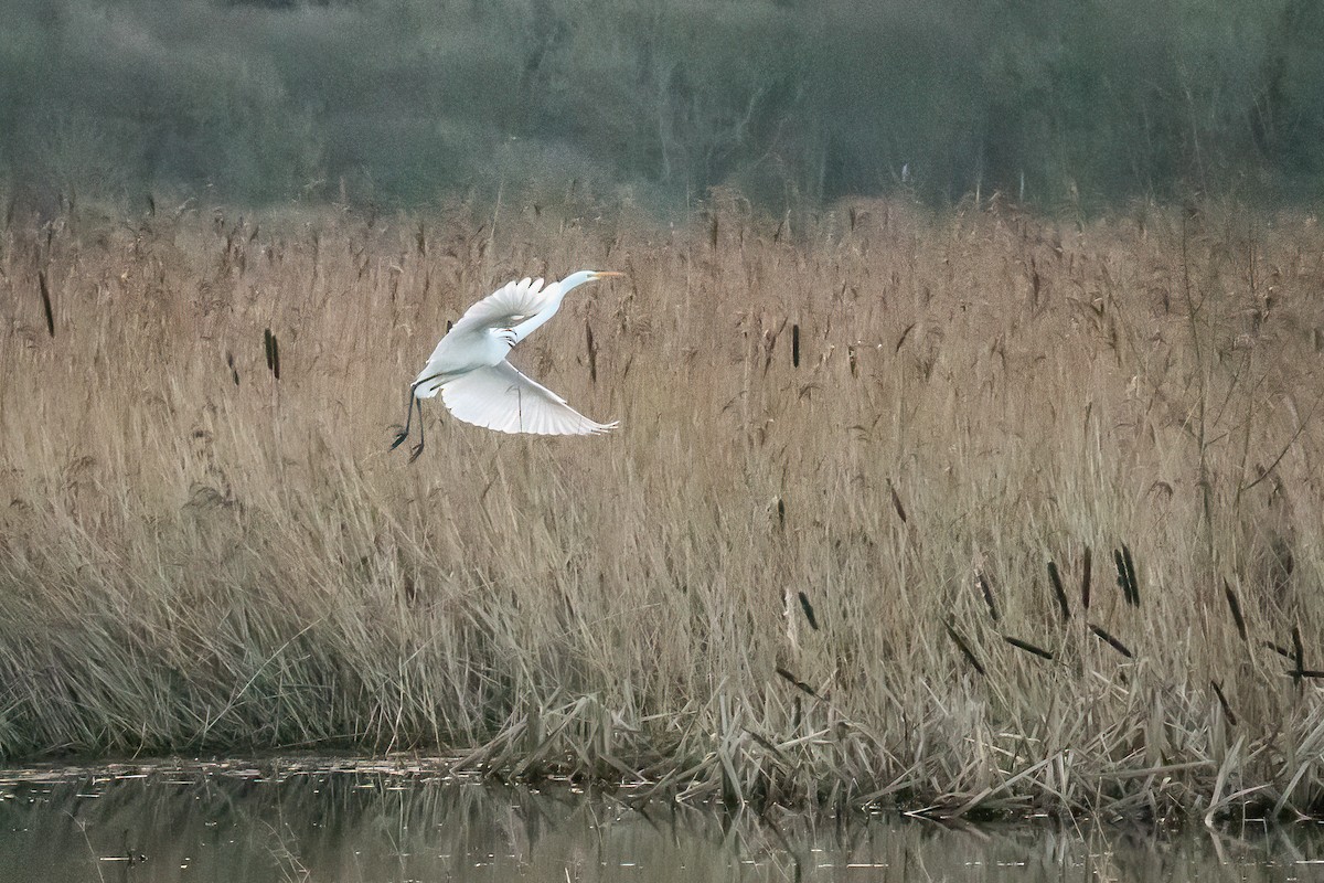 Great Egret - ML612442048