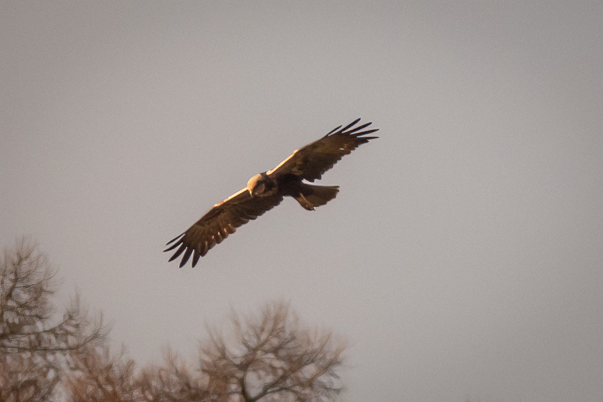 Western Marsh Harrier - ML612442089