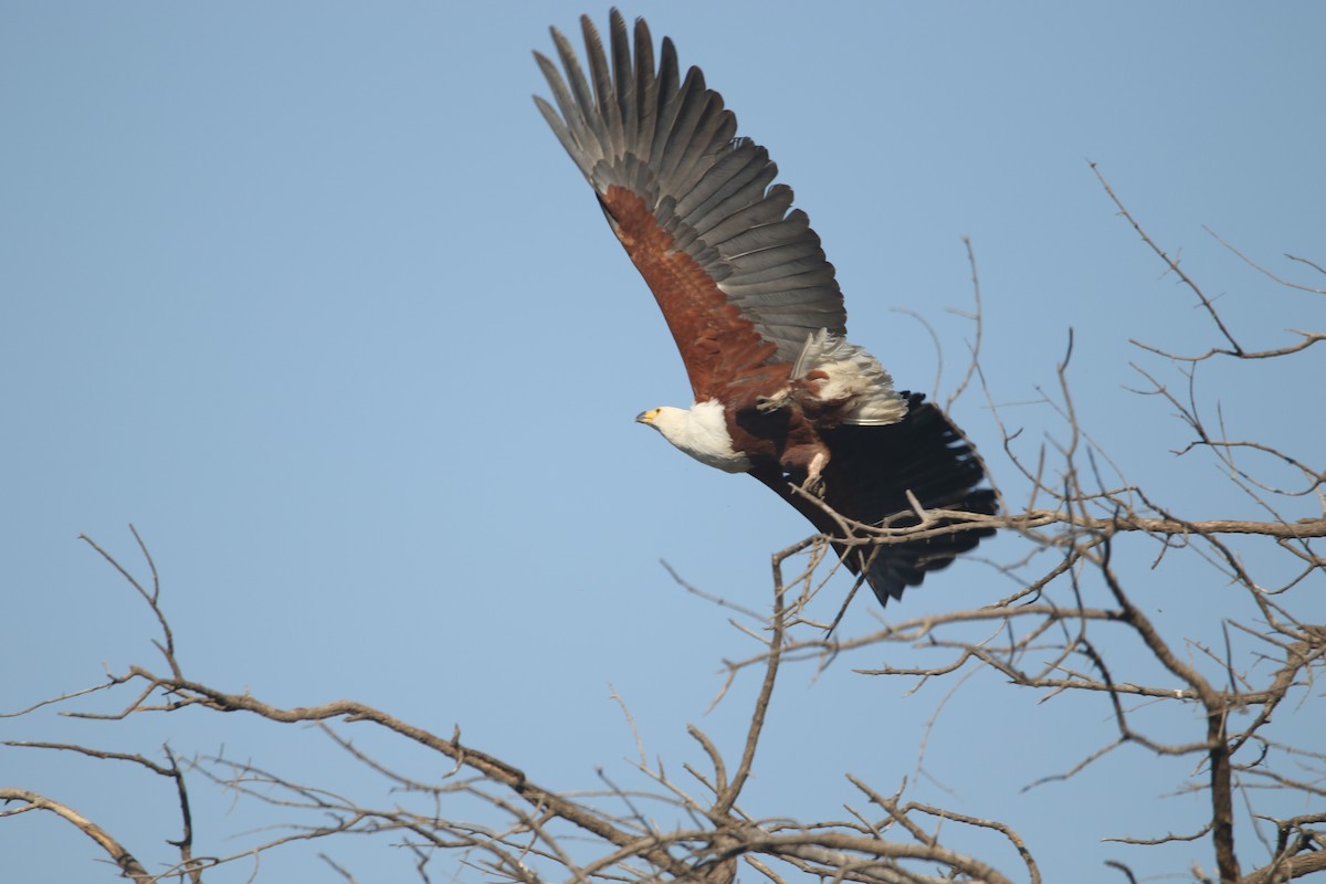 African Fish-Eagle - ML612442135