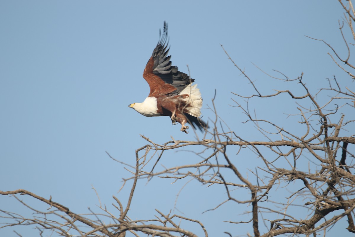 African Fish-Eagle - ML612442137