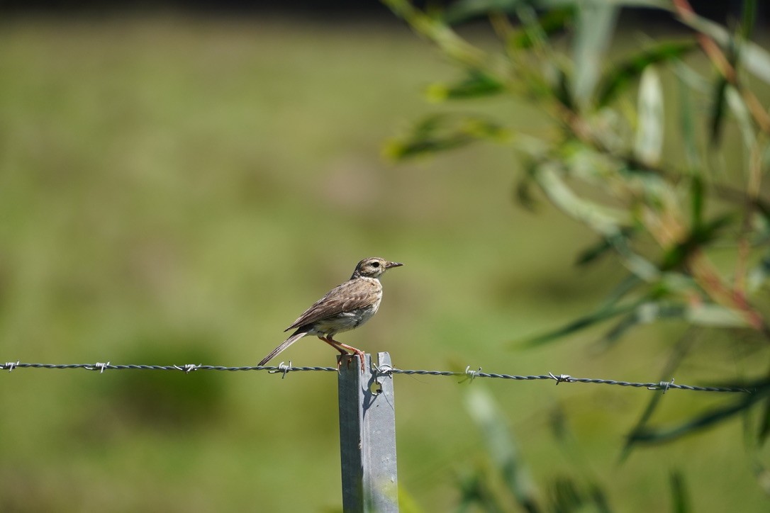 Australian Pipit - Matt Egan