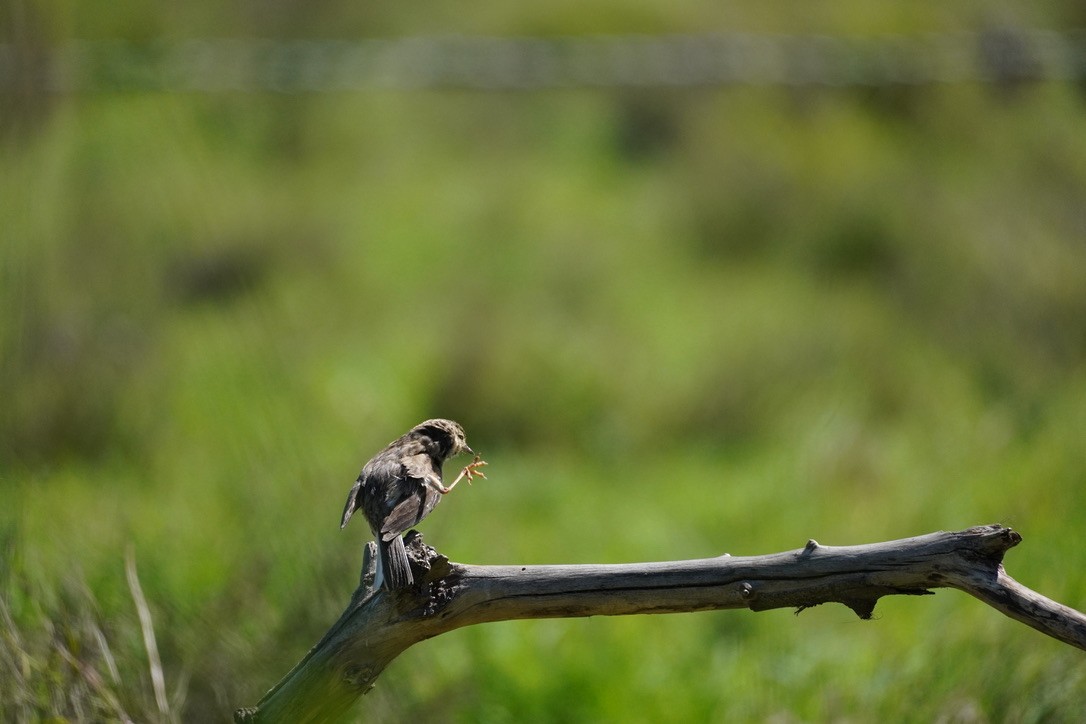 Australian Pipit - ML612442154