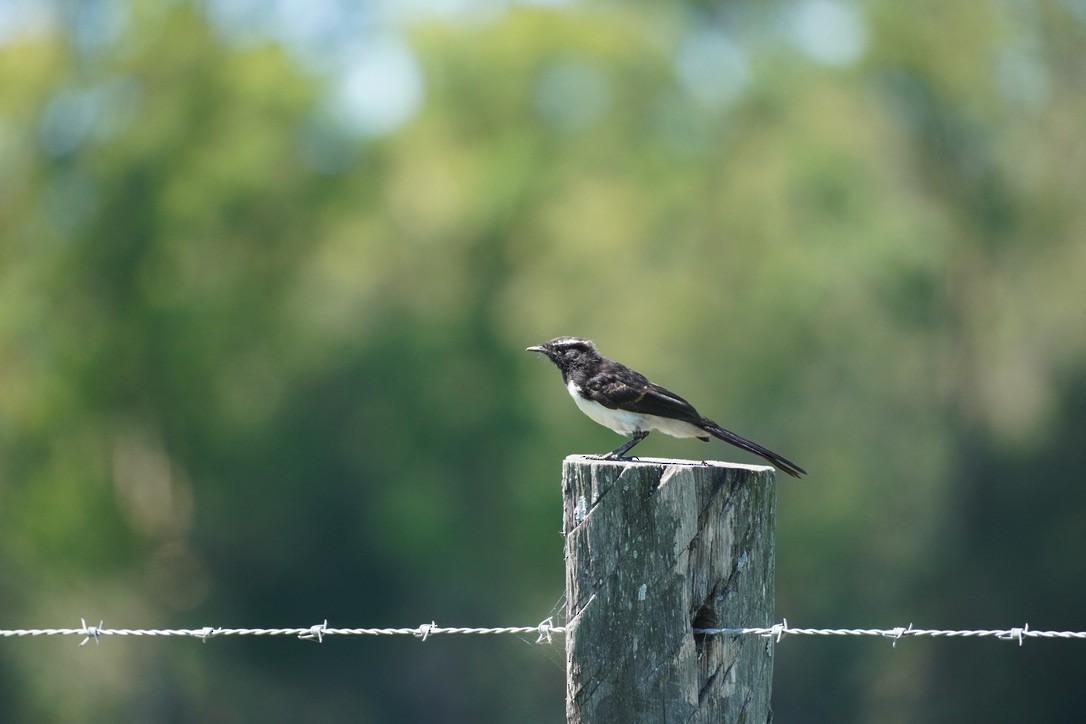 Willie-wagtail - ML612442179