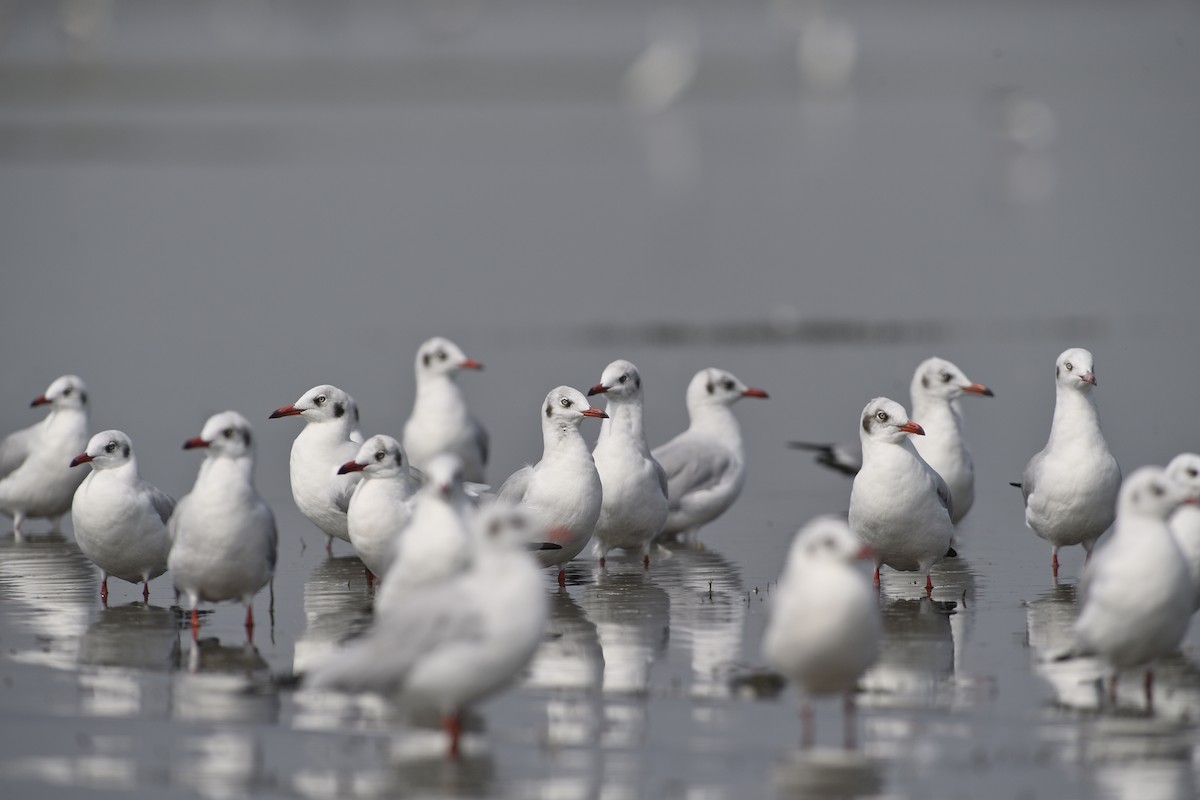 Brown-headed Gull - ML612442204