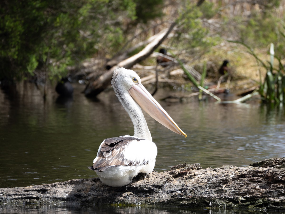 Australian Pelican - Edward McRowan