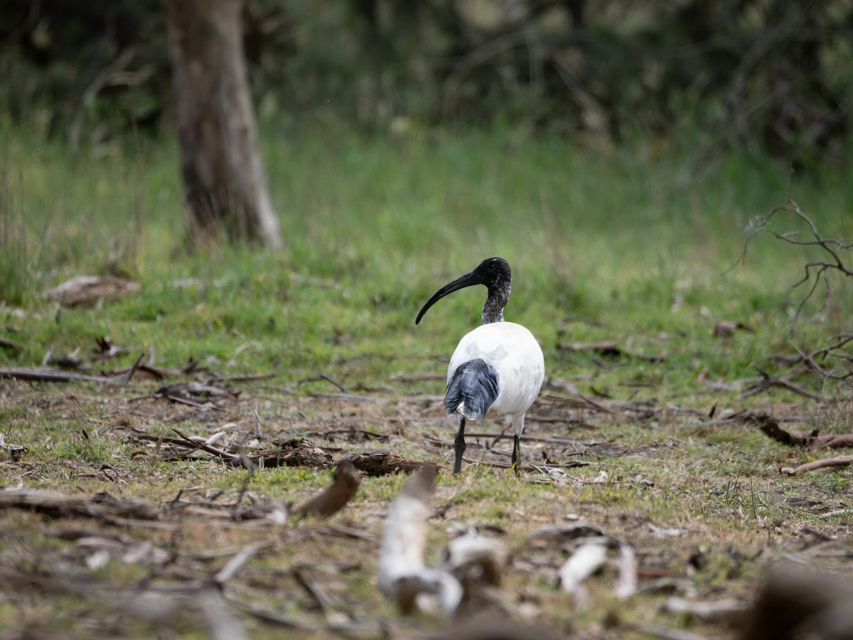 ibis australský - ML612442330