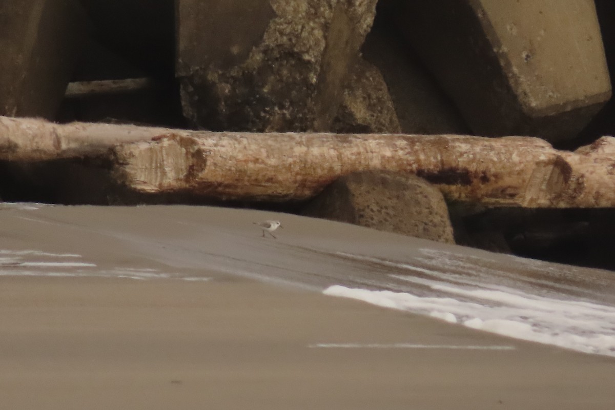 Bécasseau sanderling - ML612442353