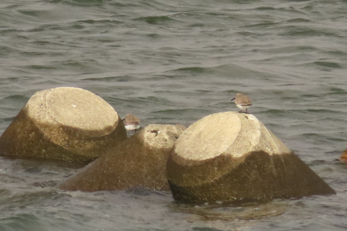 Побережник чорногрудий - ML612442354