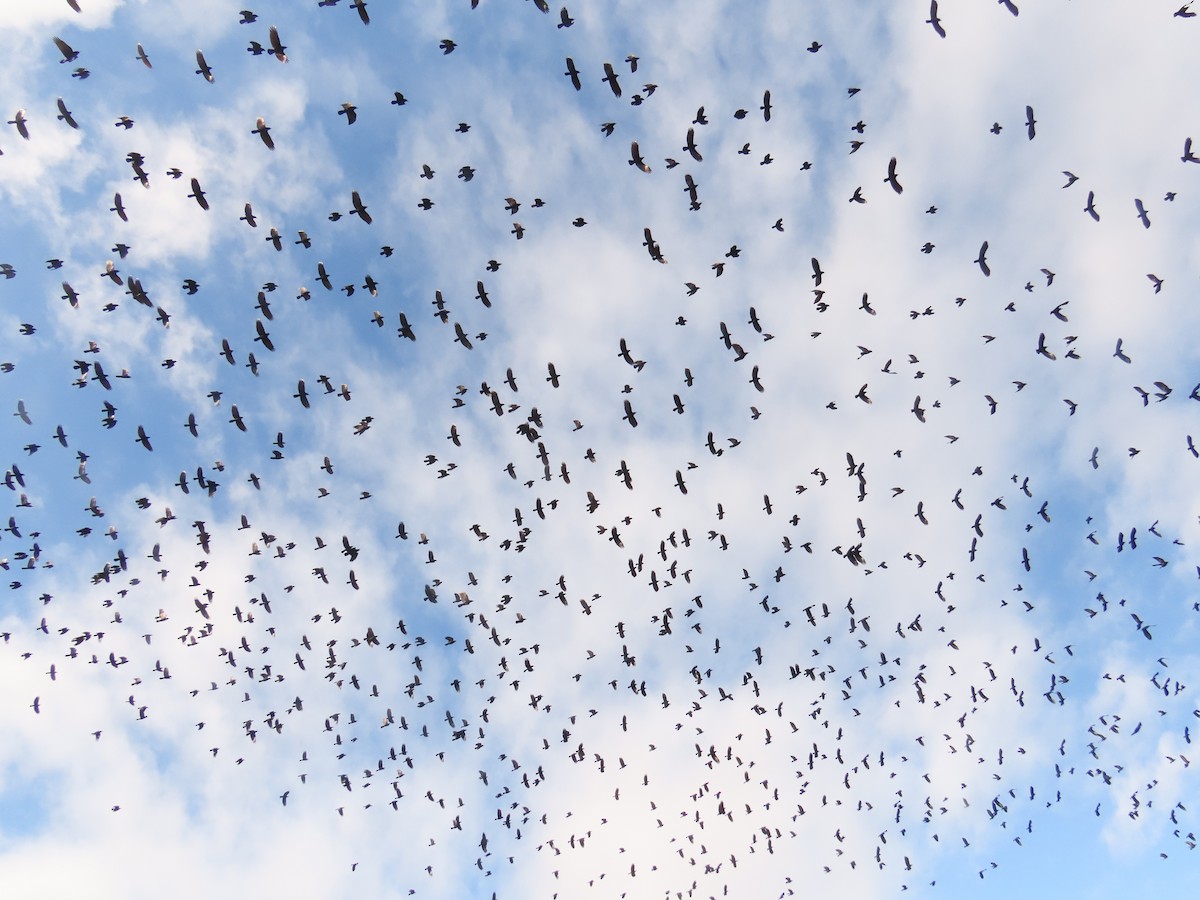 עורב מזרע - ML612442417
