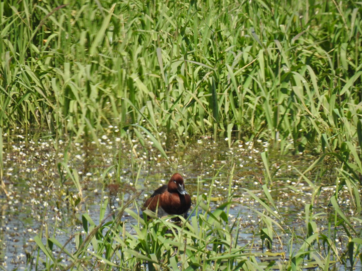 Ferruginous Duck - ML612442435