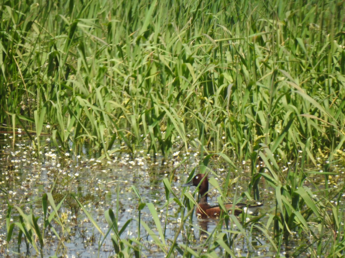 Ferruginous Duck - Zeynep Sever