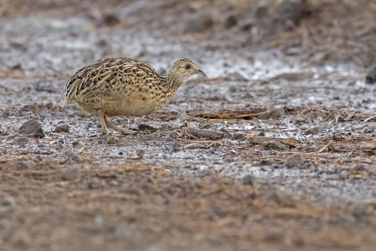 Tinamou tacheté - ML612442449