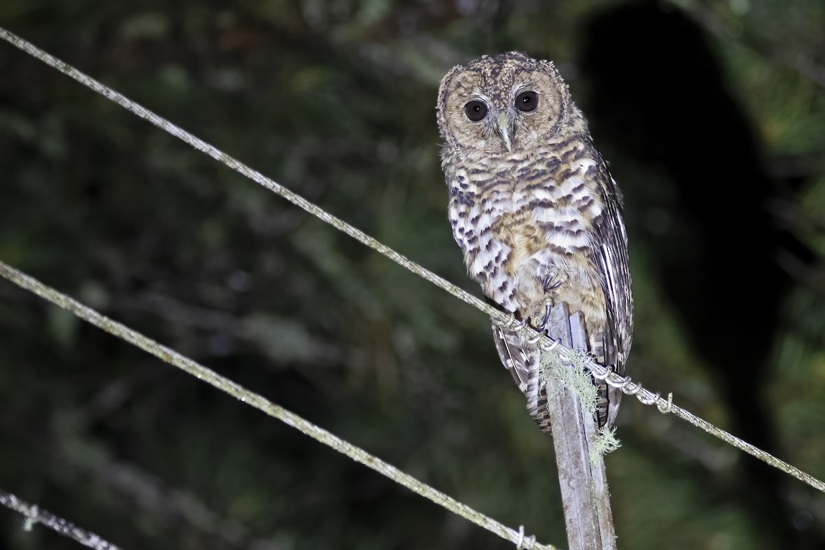 Rusty-barred Owl - Leonildo Piovesan