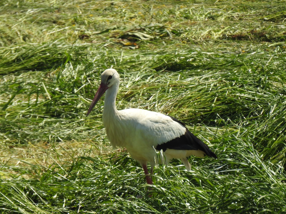 White Stork - ML612442455