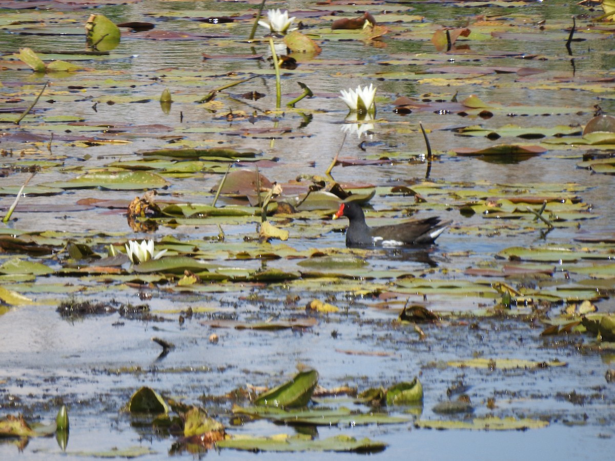 Eurasian Moorhen - ML612442458