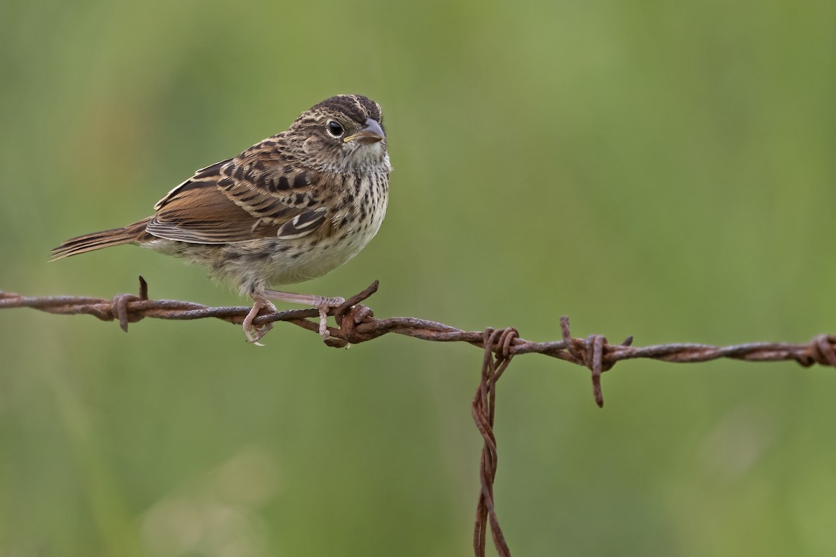 Grassland Sparrow - Leonildo Piovesan