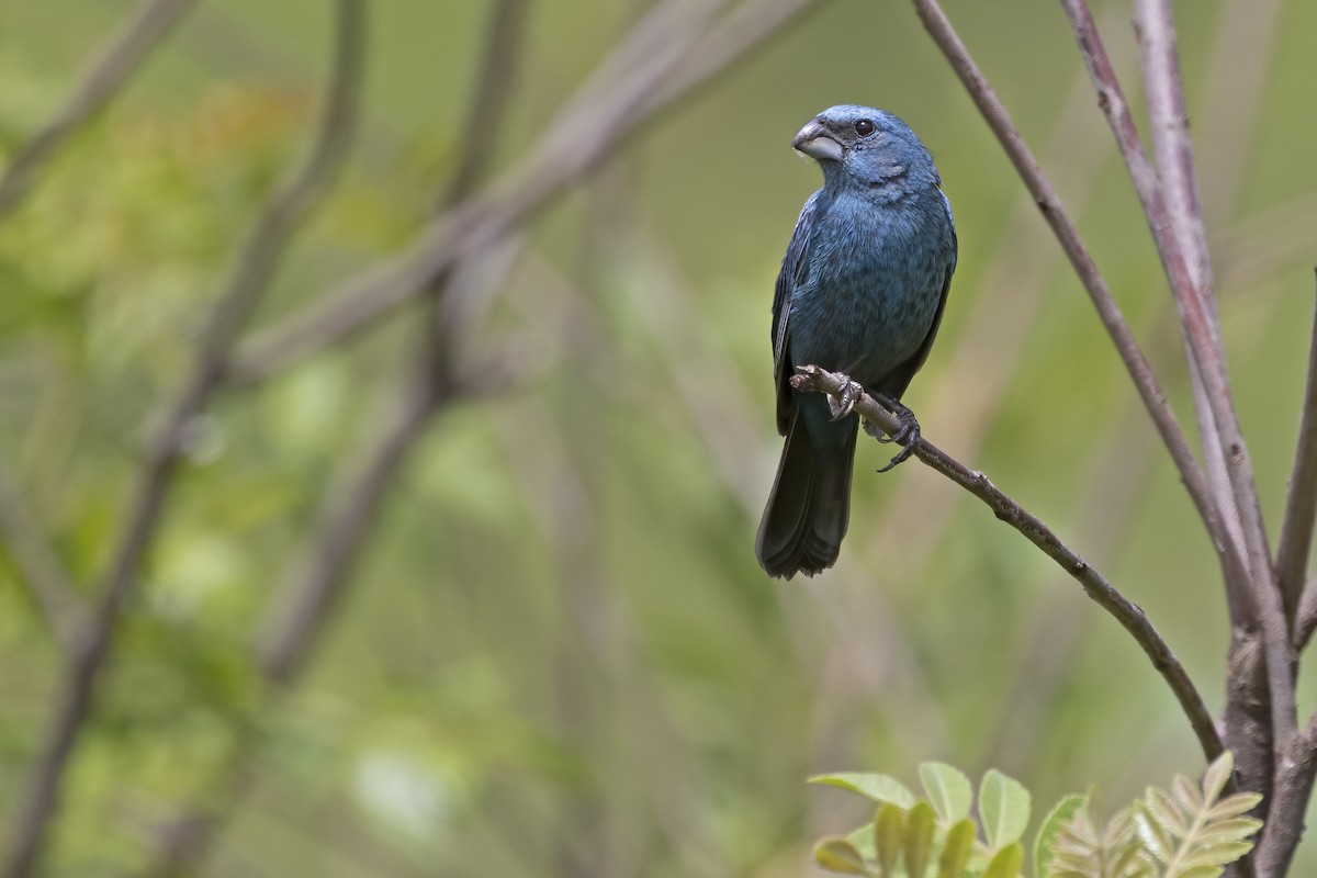 Glaucous-blue Grosbeak - Leonildo Piovesan