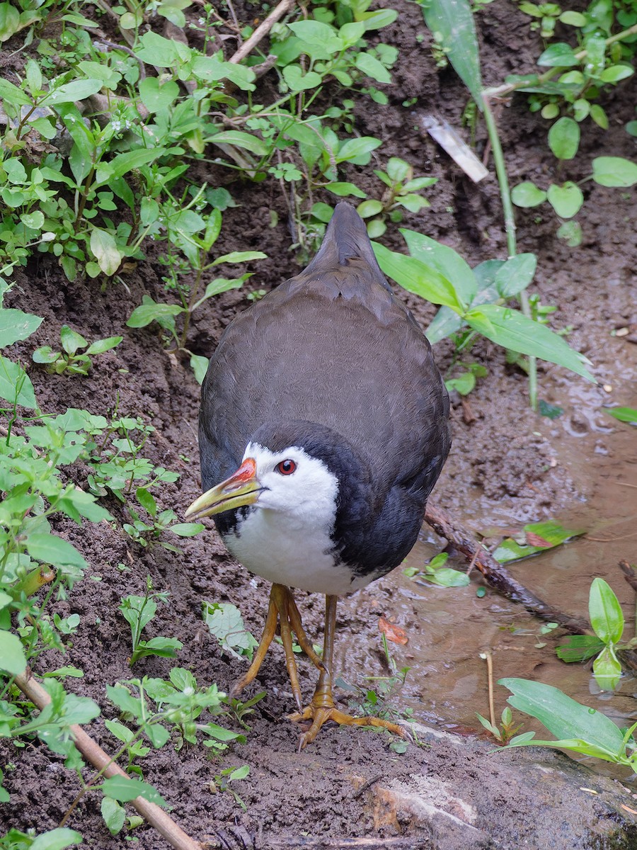 White-breasted Waterhen - Dolors Yong