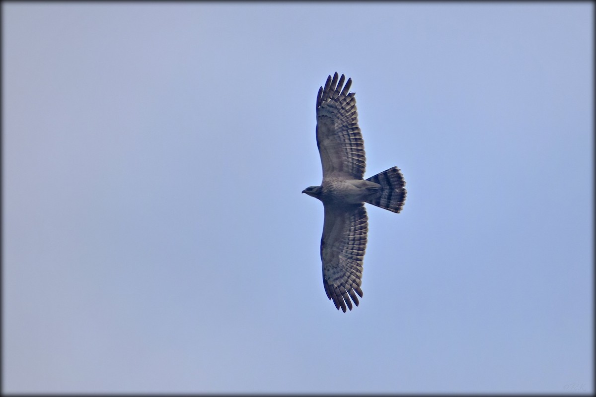 Oriental Honey-buzzard - ML612442701