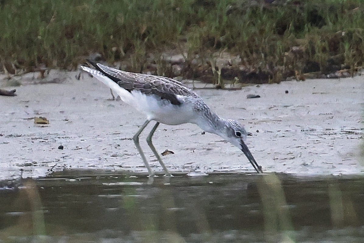 Common Greenshank - ML612442706