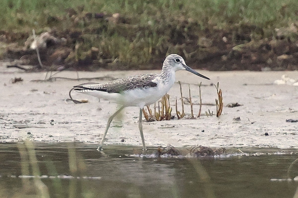 Common Greenshank - ML612442707