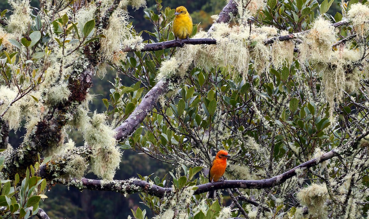 Flame-colored Tanager - Josep del Hoyo