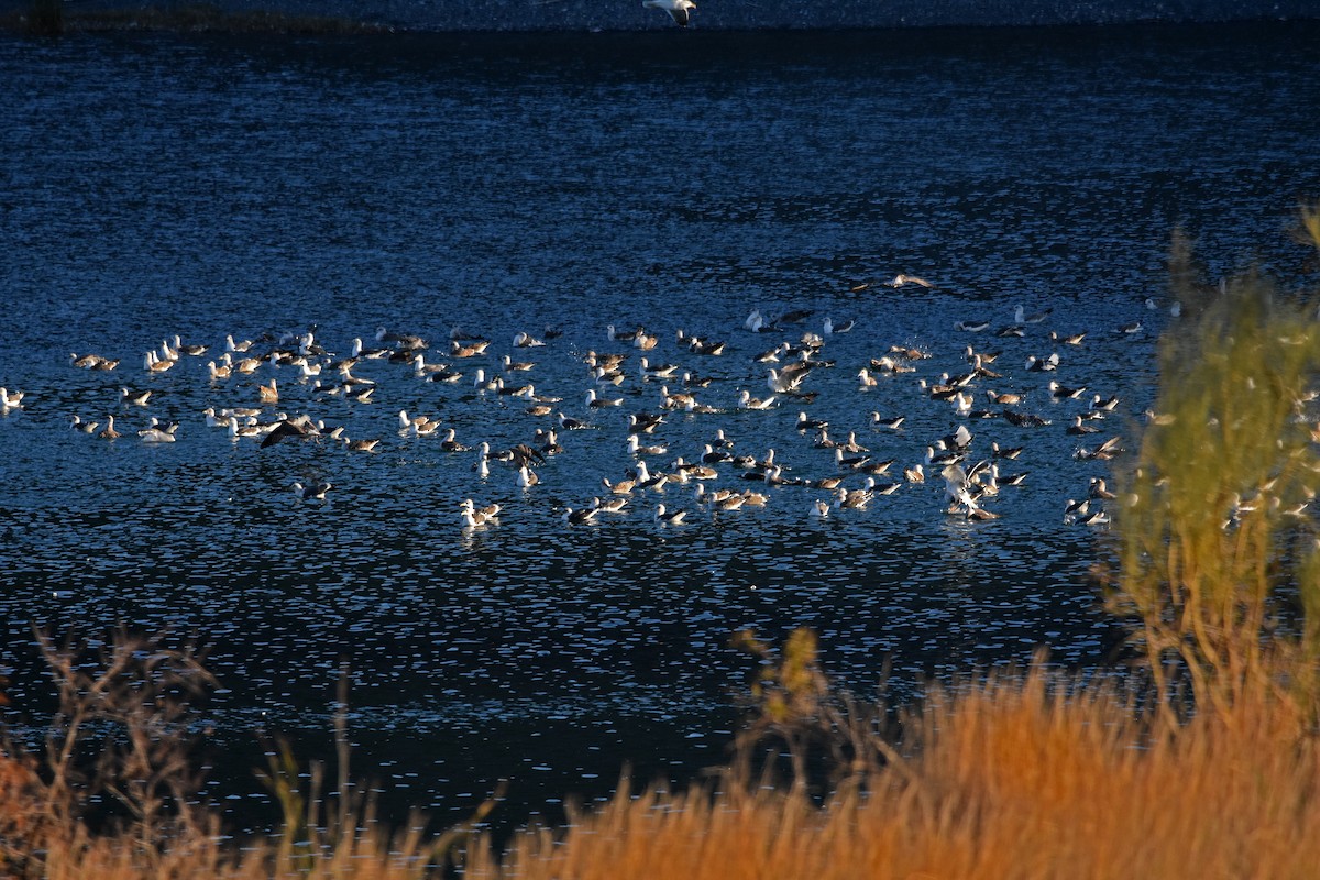 Yellow-legged/Lesser Black-backed Gull - ML612442766