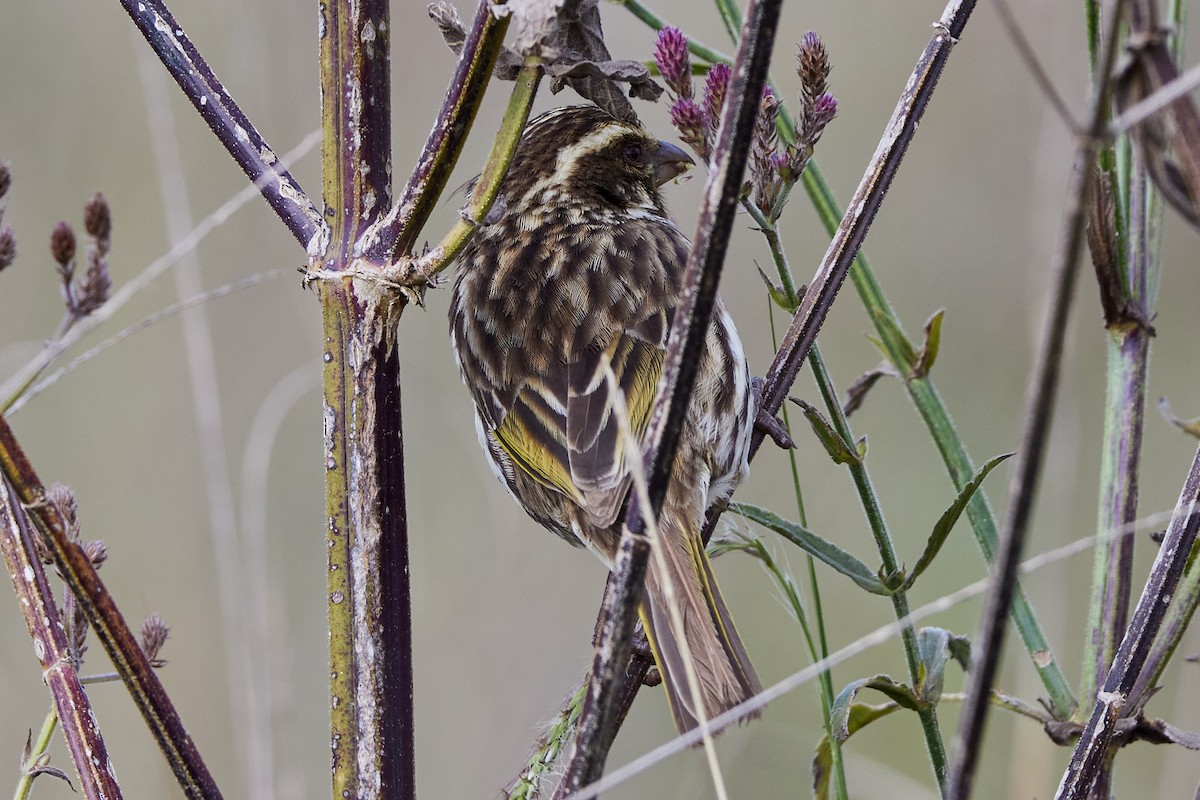 Serin strié - ML612442868