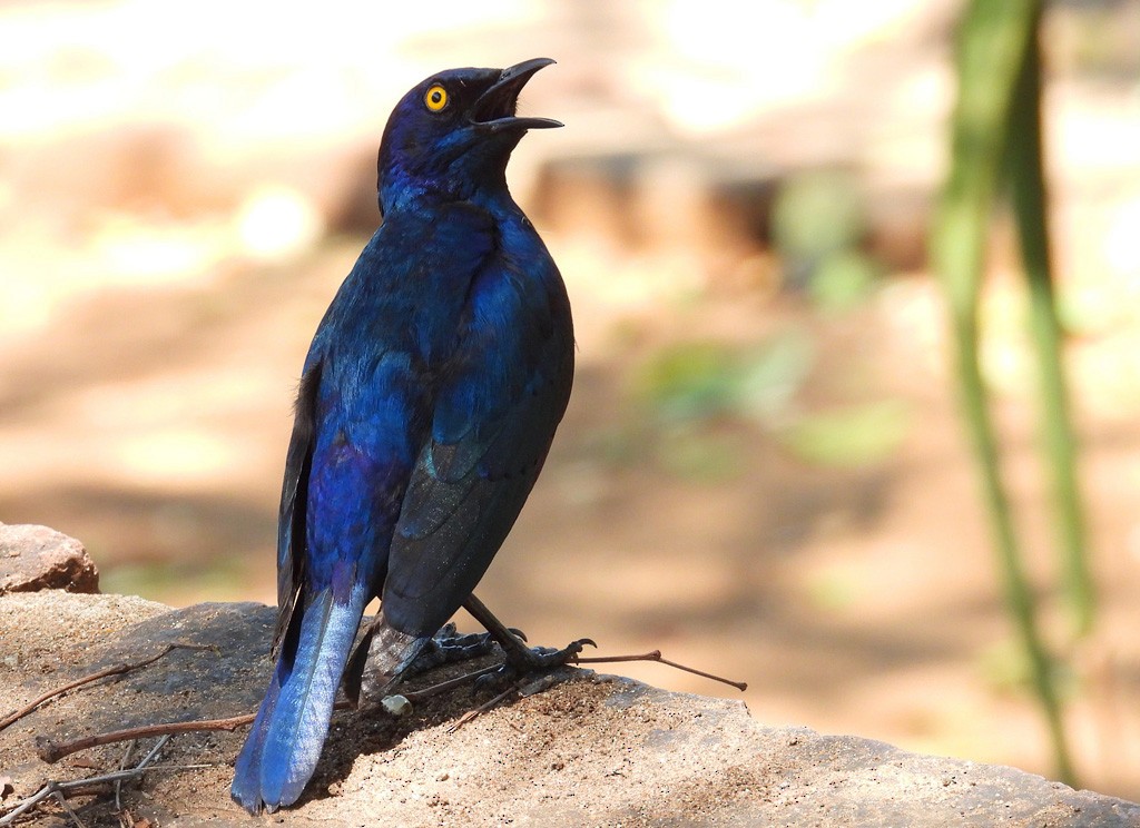 Cape Starling - ML612442912