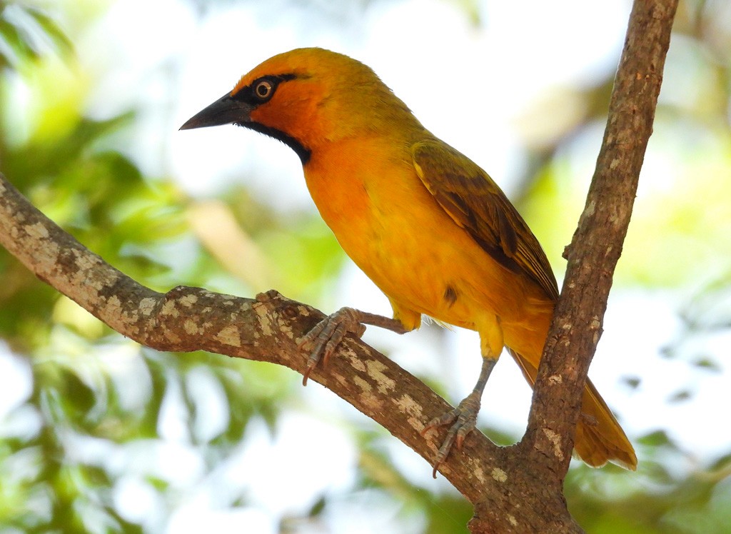 Spectacled Weaver - ML612442926