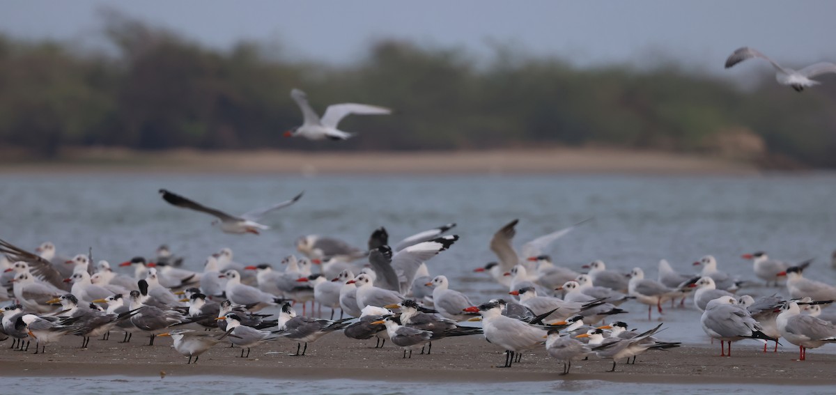 Lesser Crested Tern - ML612442931