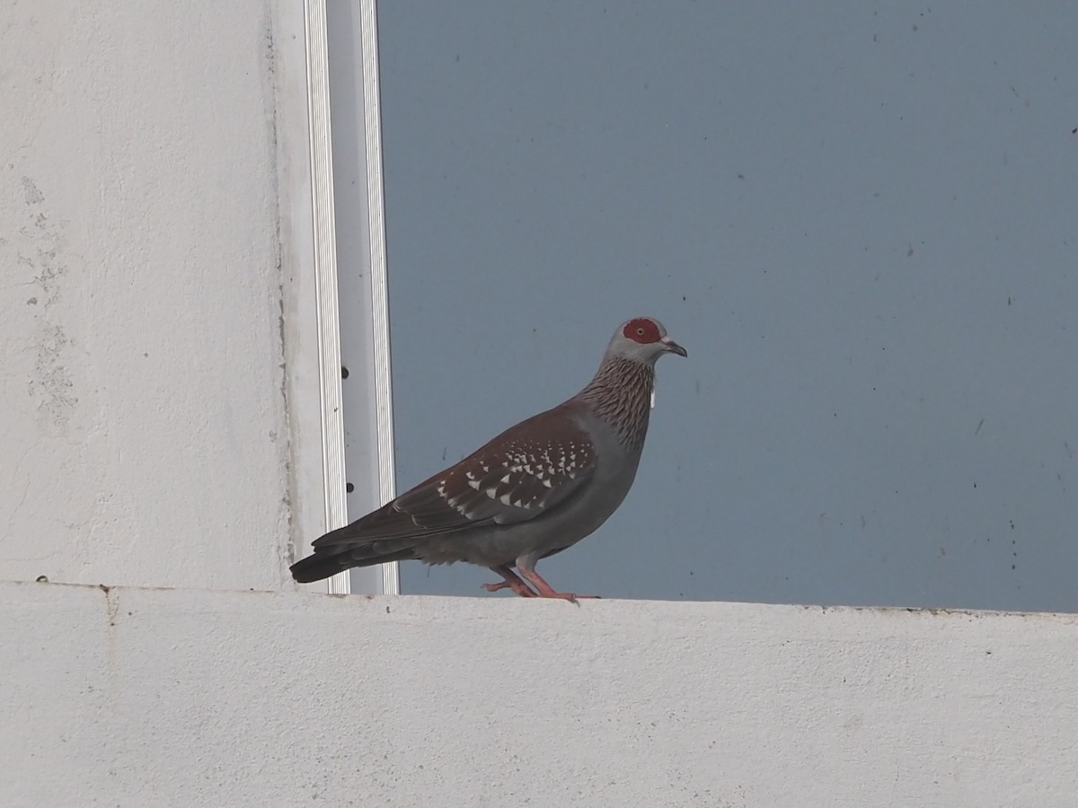 Speckled Pigeon - ML612442967