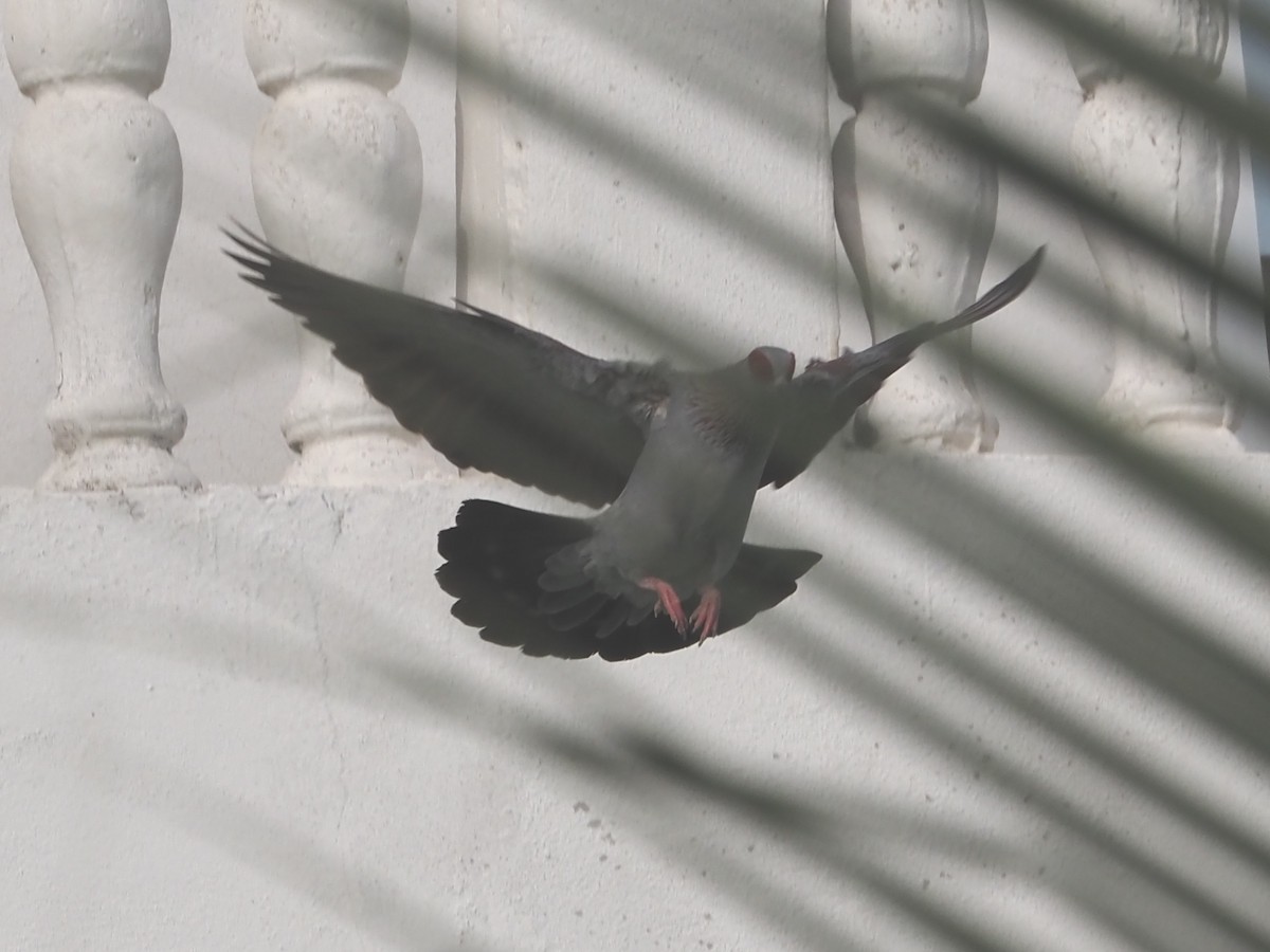 Speckled Pigeon - ML612442968
