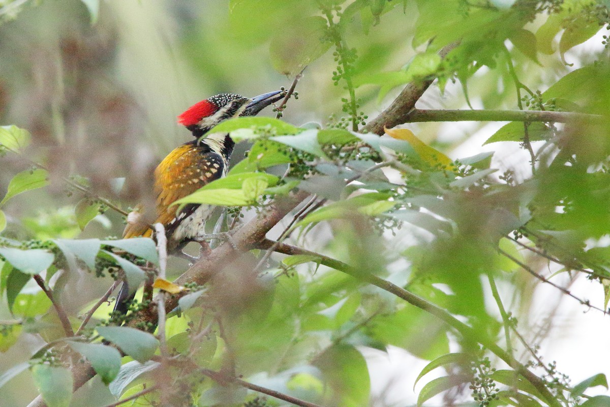 Black-rumped Flameback - ML612443092