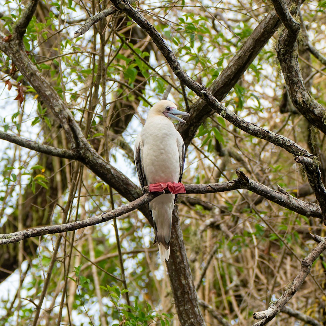 Red-footed Booby - ML612443107