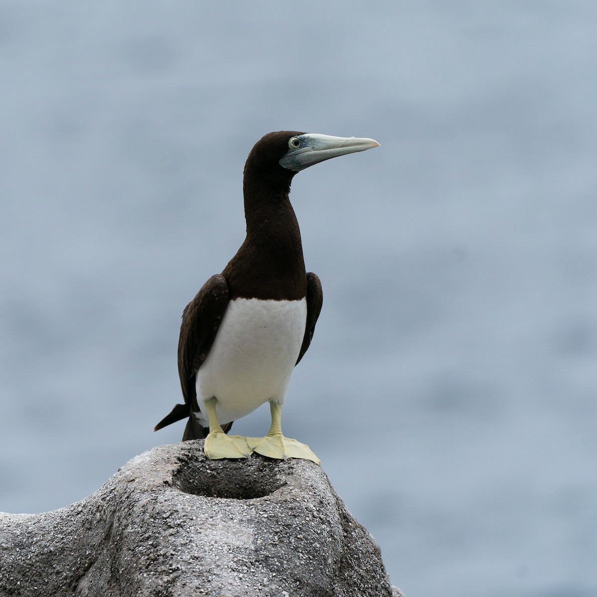 Brown Booby - ML612443111