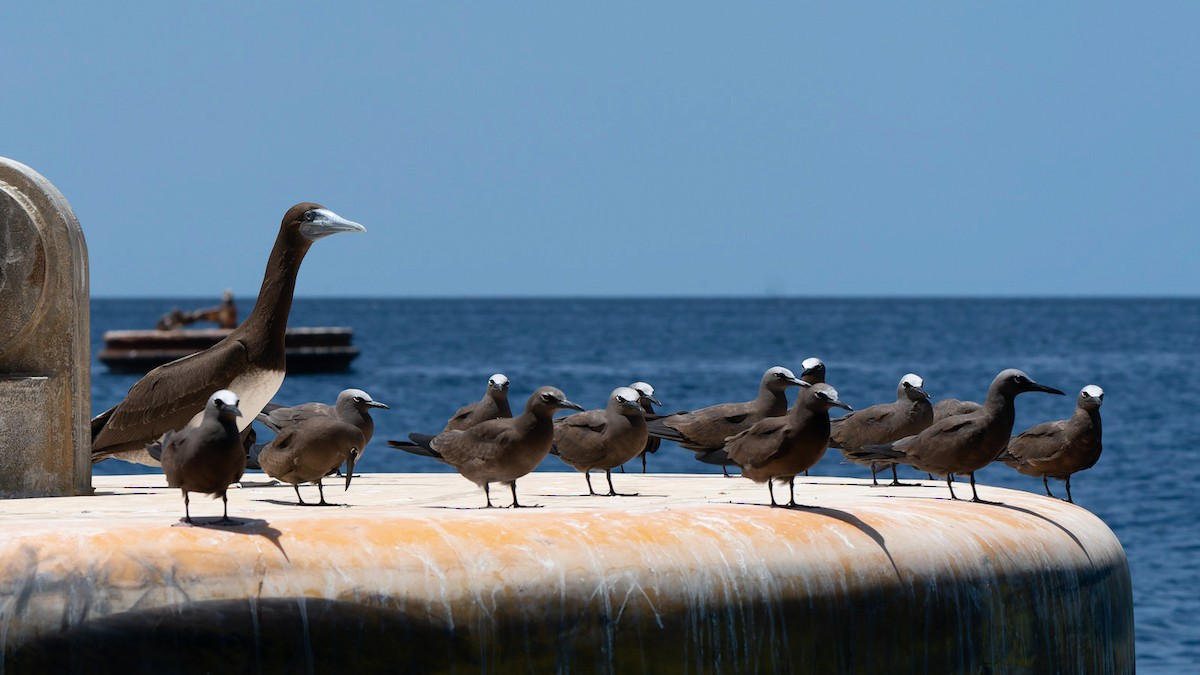 Brown Booby - Jack Winterbottom