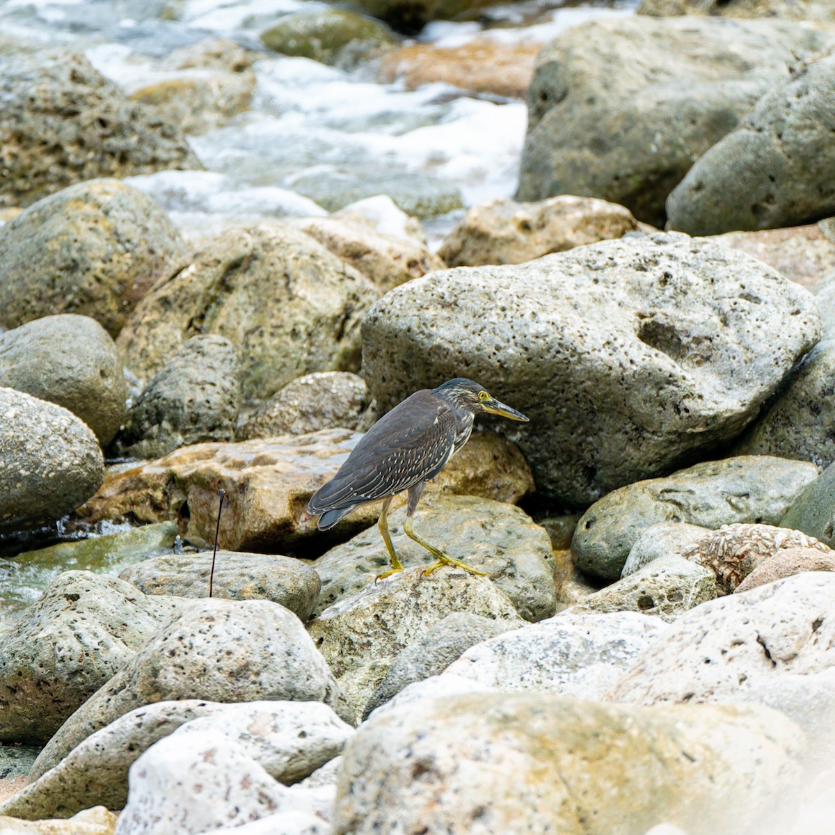 Striated Heron (Old World) - ML612443116